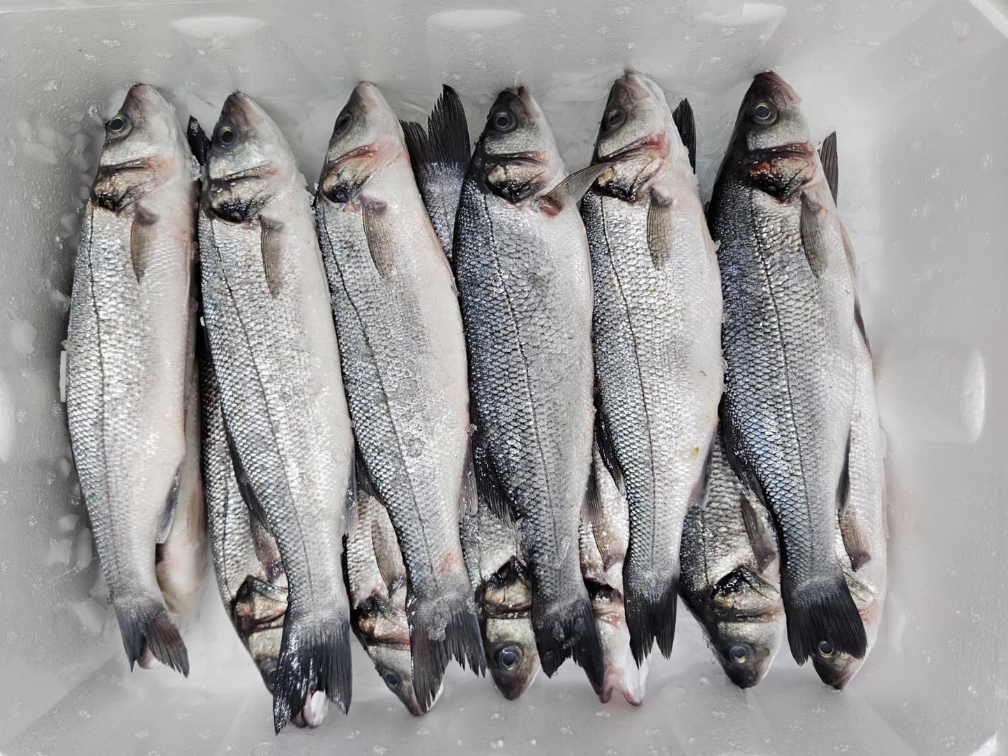 LEVREK 400/600 GRAM 5 KG KASA