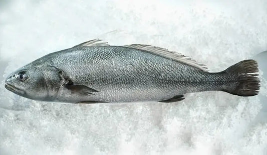 KAYA LEVREK  (2.5 - 3 KG ARASI )