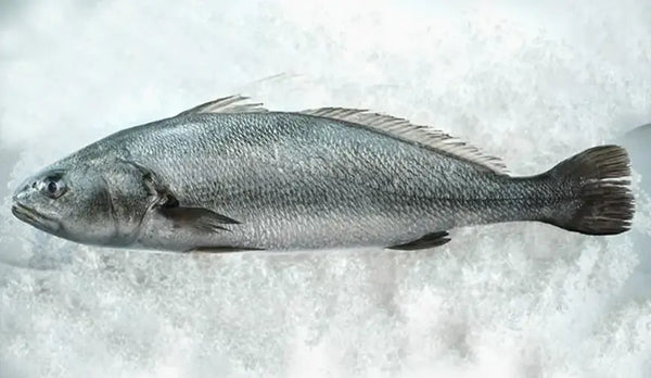 KAYA LEVREK  (2.5 - 3 KG ARASI )