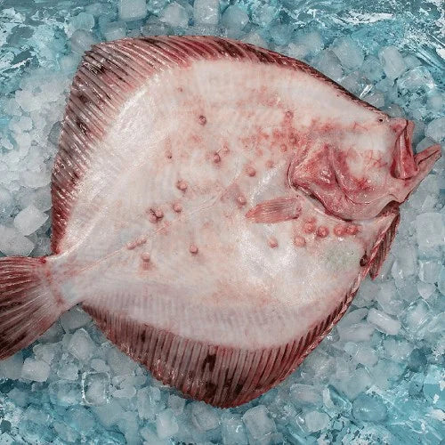 Erkek Kalkan 2.5 3KG
